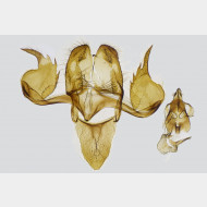 02 Montescardia tessulatellus m