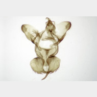 03 Montescardia tessulatellus m