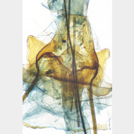 02 Montescardia tessulatellus w ostium