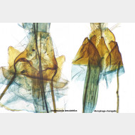 03 Montescardia tessulatellus w ostium