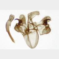 Morophaga choragella m