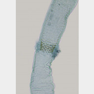 01 Nemapogon cloacella w signum