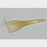 01 Niditinea striolella m a gr