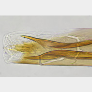 01 Tinea pellionella m a Spitze