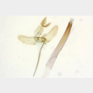 Tinea pellionella m