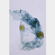 Tinea pellionella w bursa gr