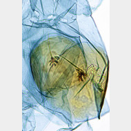 Tinea pellionella w signum2