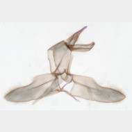 01 Tinea trinotella m