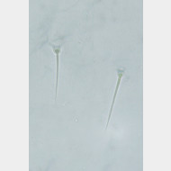 04 Tinea trinotella w spine