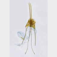 Triaxomera parasitella w
