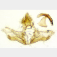 Acleris ferrugana m2