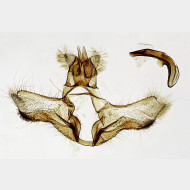 01 Acleris ferrugana m