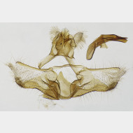 03 Acleris ferrugana m