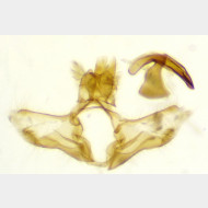 Acleris ferrugana m