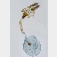 05 Acleris ferrugana w