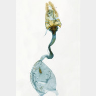 05 Acleris ferrugana w