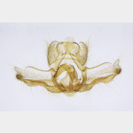 00 Acleris forsskaleana m