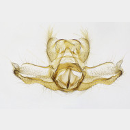 01 Acleris forsskaleana m