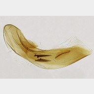 01 Acleris hastiana m a