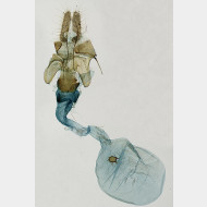 00 Acleris hastiana w