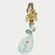 003 Acleris hastiana w v2