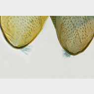 01 Acleris hastiana w wurm l