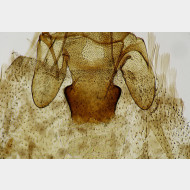 04 Acleris hastiana w antrum