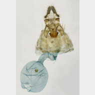 07 Acleris hastiana w