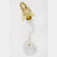 Acleris hastiana w