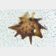 Acleris kochiella w signum