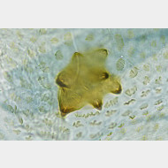03 Acleris lacordairana w signum
