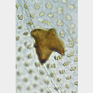 04 Acleris lacordairana w signum
