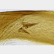 Acleris roscidana m spines