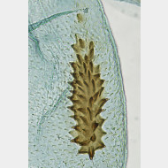01 Acleris schalleriana w signum