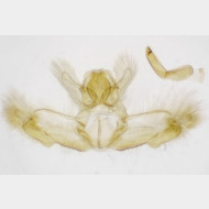 Acleris sparsana m