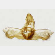 03 Acleris umbrana m