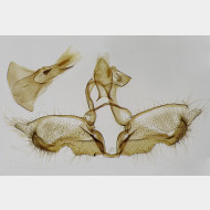 04 Acleris umbrana m