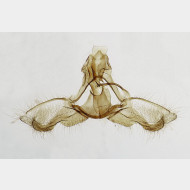 05 Acleris umbrana m