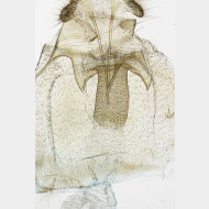 01 Acleris umbrana w antrum