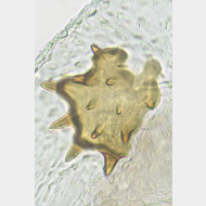02 Acleris umbrana w signum