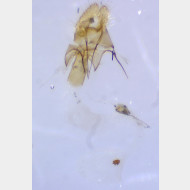 Acleris umbrana w4