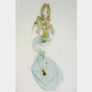Acleris variegana w
