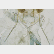 Adoxophyes orana w Ostium