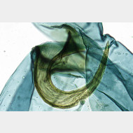 Adoxophyes orana w signum