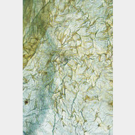 001 Aethes cnicana w dornen 1