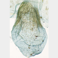 01 Aethes cnicana w dornen