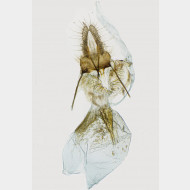05 Aethes cnicana w