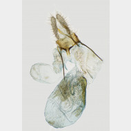06 Aethes cnicana w