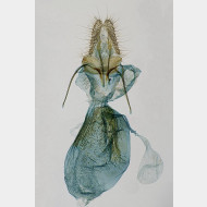 07 Aethes cnicana w