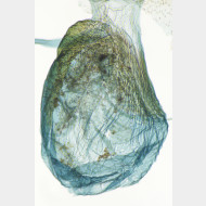 Aethes cnicana w skleriten